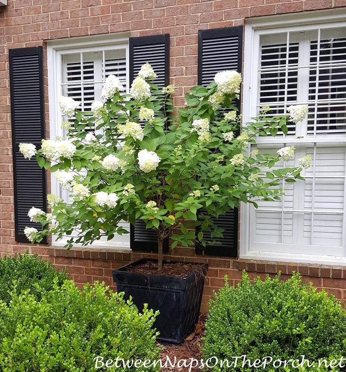 Limelight Hydrangea in Bloom in Planter