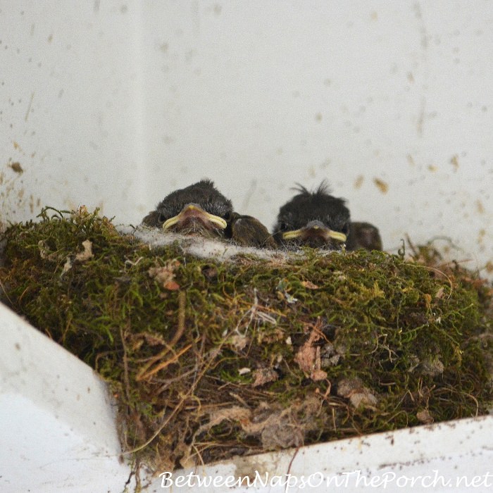 Eastern Phoebes Nesting