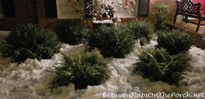 Boxwood Shrubs After Removing Snow for second time