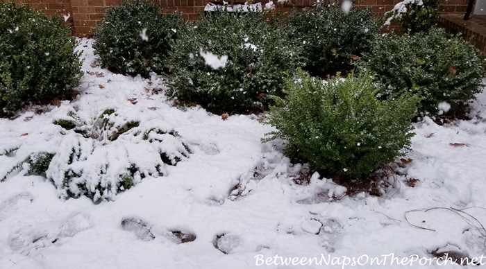 Removing Snow from Green Mountain Boxwood Shrubs, Before and After