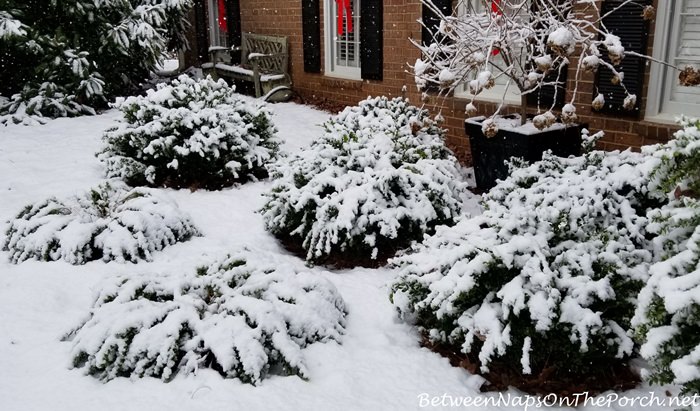 Snow Covered Green Mountain Boxwood Shrubs