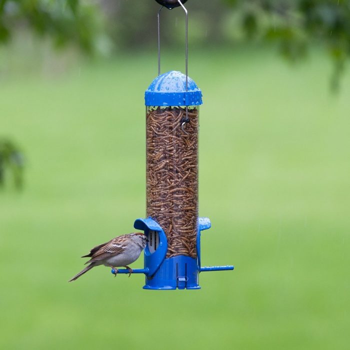 Mealworm Feeder