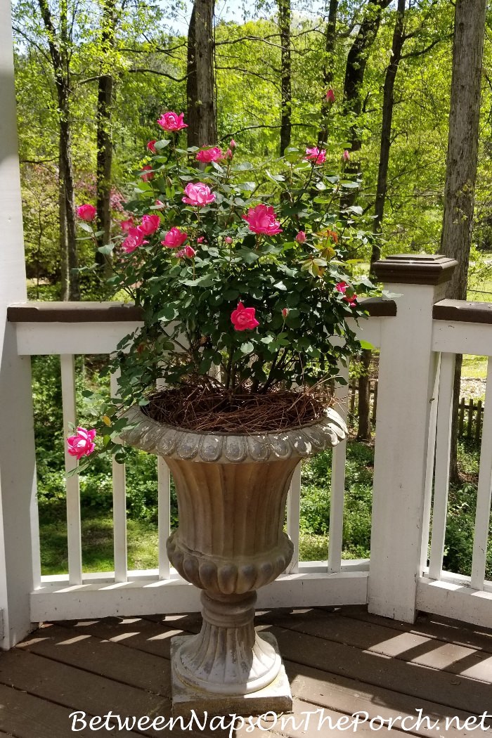 Pink Knock-out Rose Growing in Urn