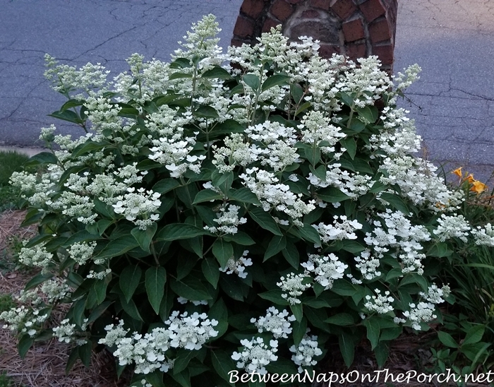 Dharuma Hydrangea Does Well in Full Sun, Stays Low