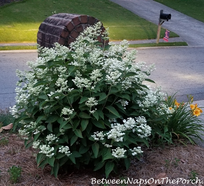 Dharuma Hydrangea Grows in Full Sun