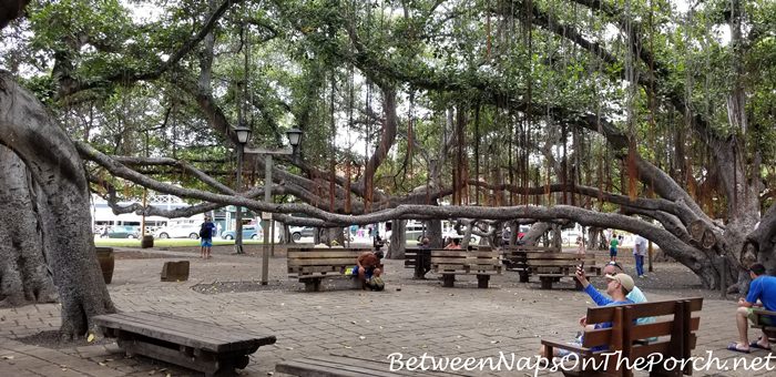 Banyan Tree, Lahaina, Maui, Hawaii 4