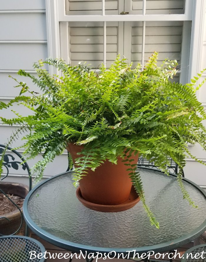 Fern putting out new growth