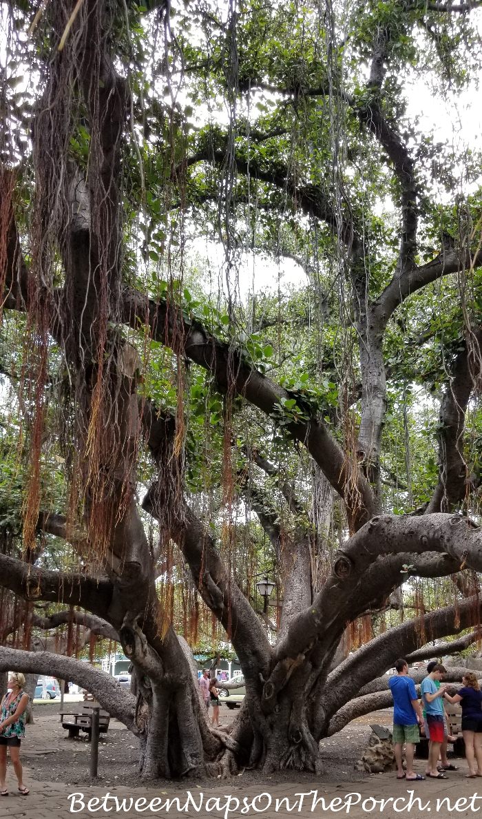 Main Trunk of Banyan Tree in Lahaina, Maui, Hawaii