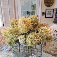 How to dry Limelight Hydrangeas Blooms