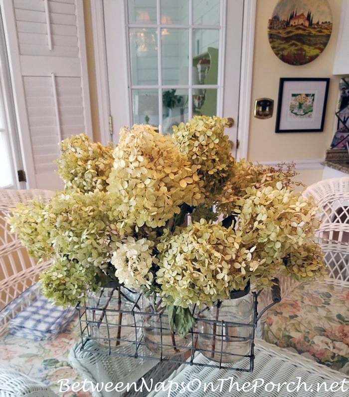 The Easy Way to Dry or Preserve Limelight Hydrangea Blossoms