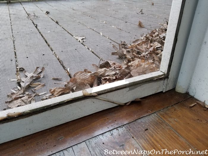 Mouse damage to screened door