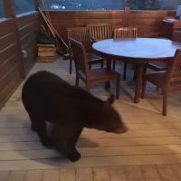 Bear checking out deck in Tennessee