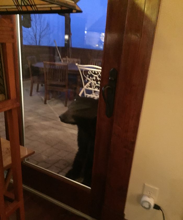 Bear wants inside house