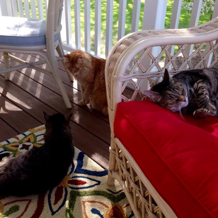 Cats Love A Screened Porch