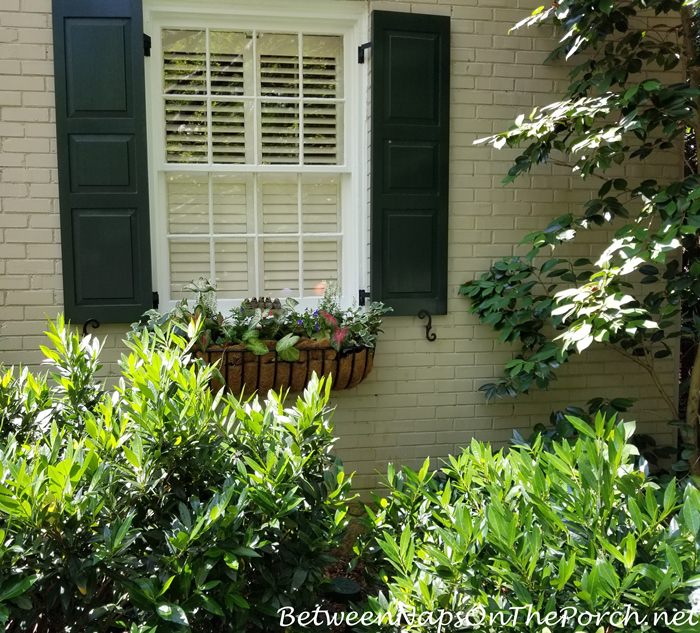 Window Box, Garden Tour