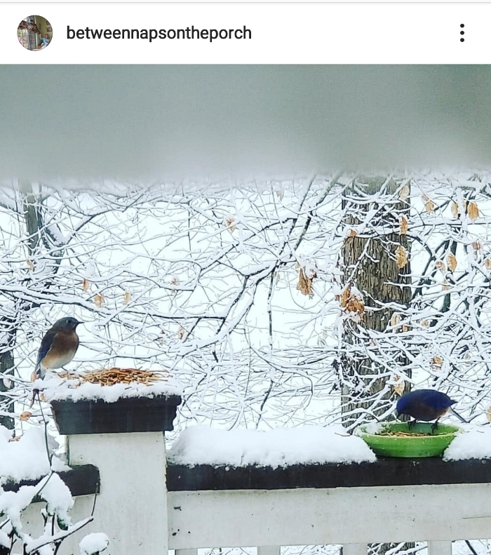 Bluebirds Eating Mealworms on a Snowy Winter Day