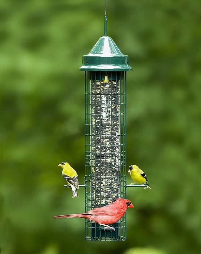 Favorite Bird Feeder, Best