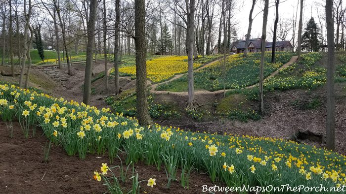 Beautiful Daffodils in Spring