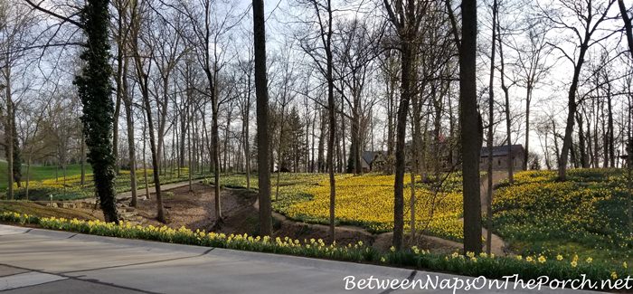 Daffodils, Mass Planting