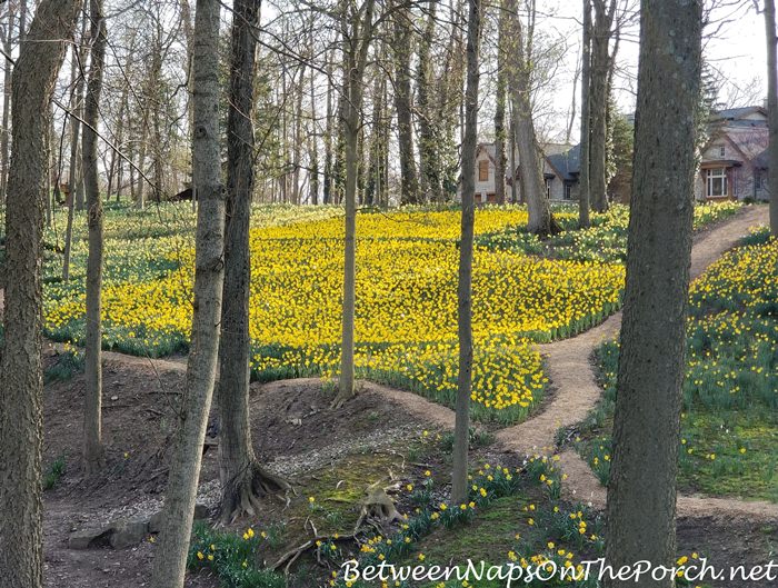 Daffodils, Naturalized