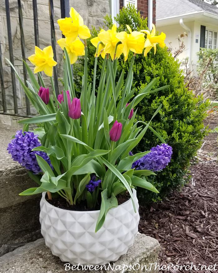 Spring Planter, Daffodils, Tulips, Grape Hyacinths