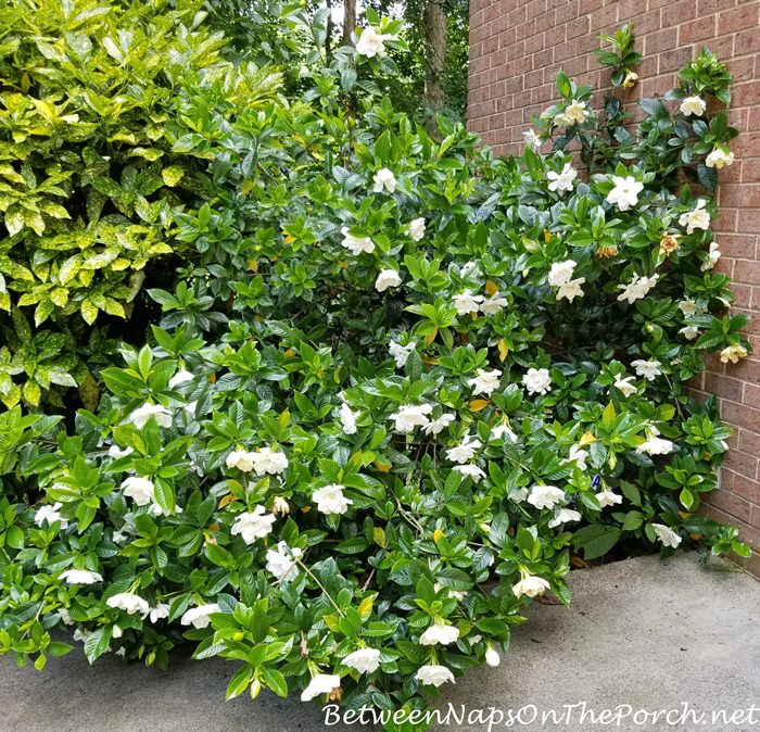 Gardenia Bush in full bloom