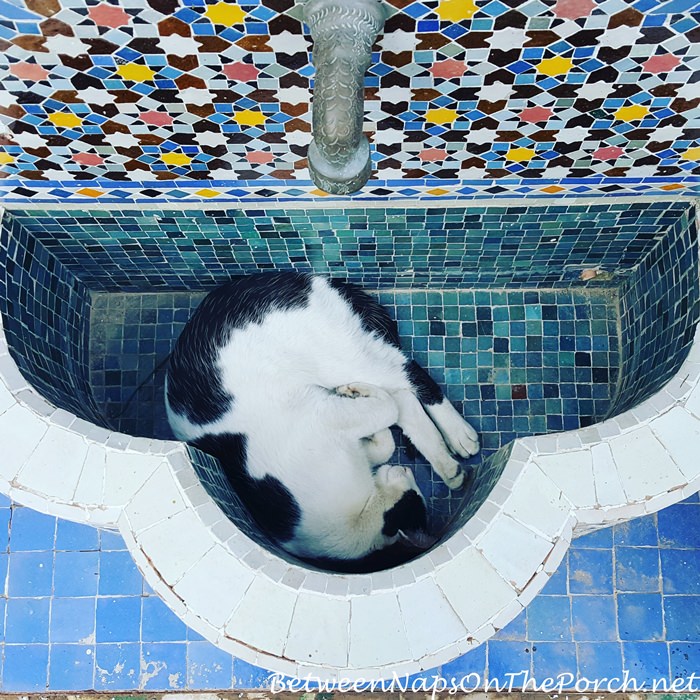 Sleeping Kitty in Fountain, Fes