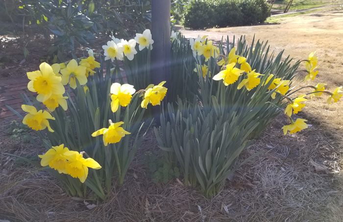 Daffodils Around Lamp Post