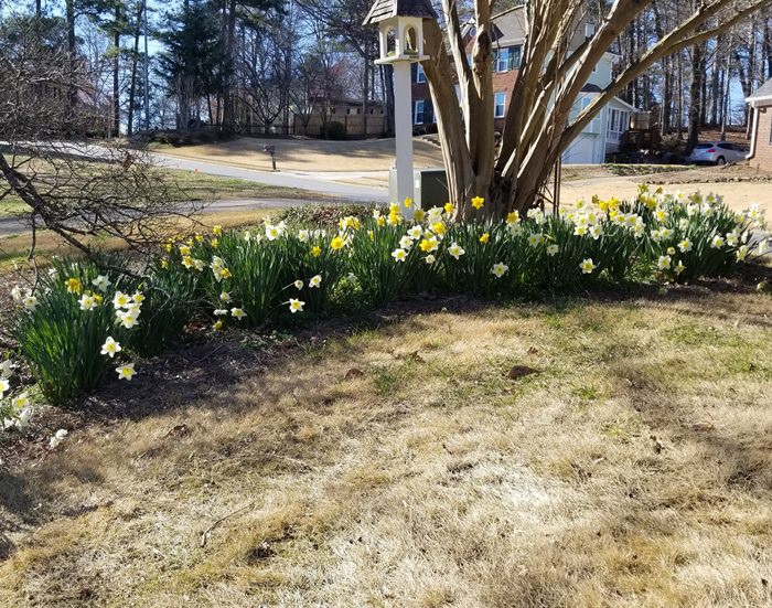 Daffodils in Bloom