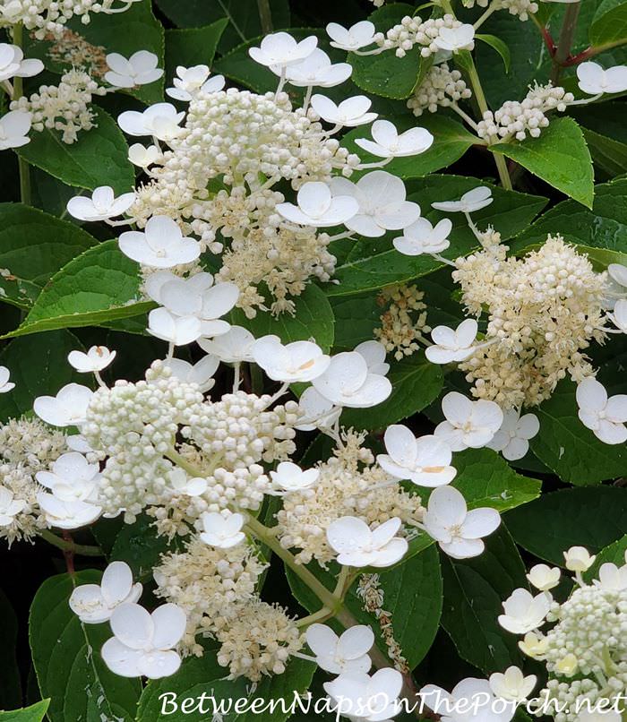 Dharuma Hydrangea, Beautiful