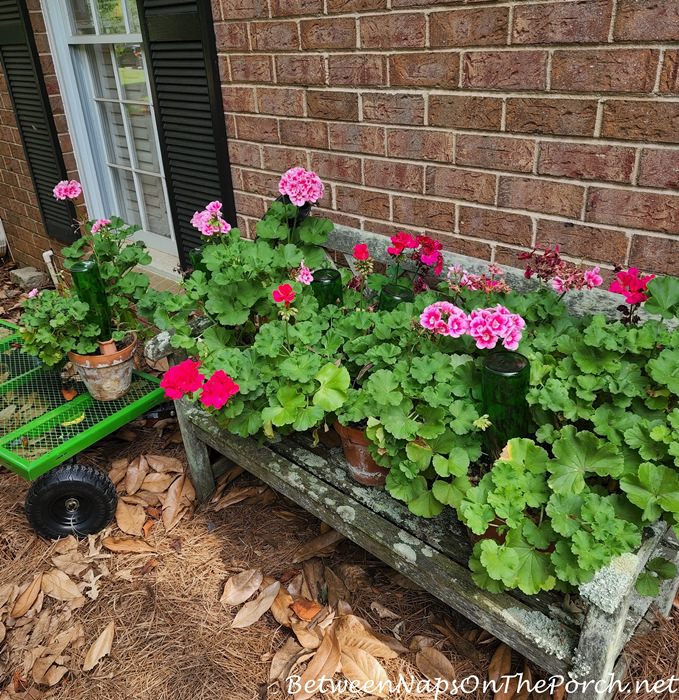 Plant Watering System While Travling