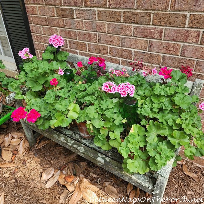 Potted Plants After 2 week trip, Keeping plants alive during vacation