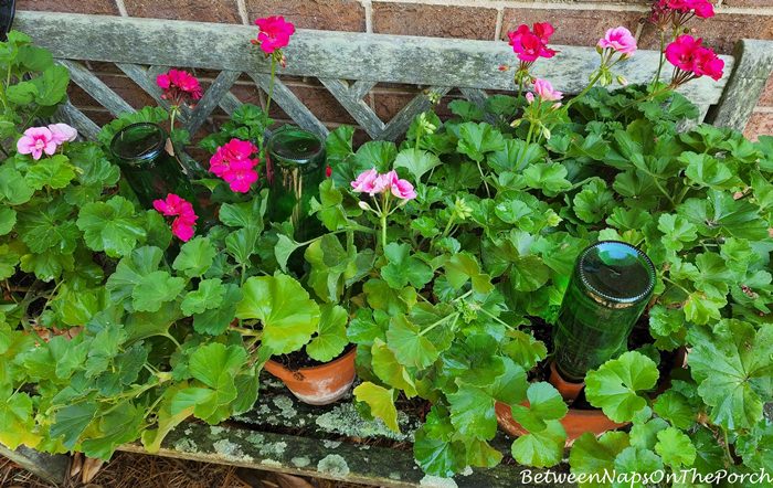 Watering Flowers While on Vacation