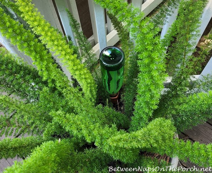 Watering Plants on Vacation