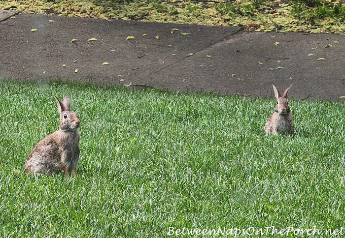 Wild Bunnies, Front Yard