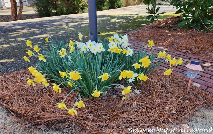 Daffodils Blooming, Spring 2023