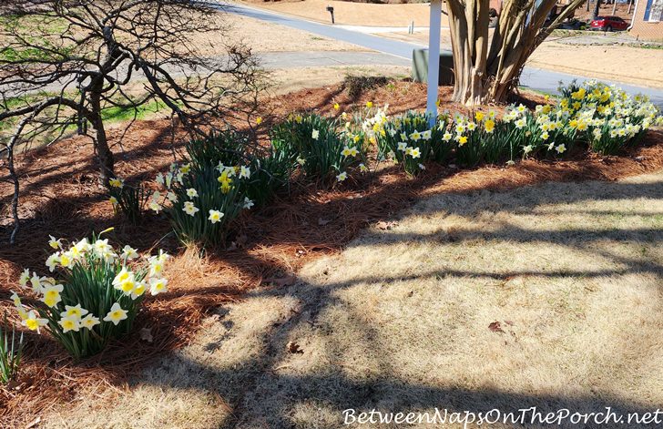 Daffodils in Bloom, Spring 2023