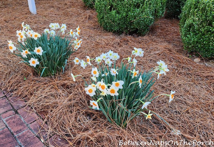 Daffodil Musim Semi yang cantik