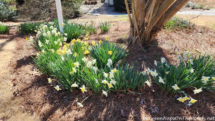 st patricks day daffodils online