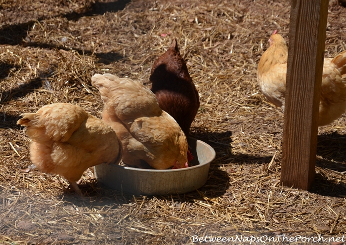 Buffed Orpington Chickens Eating with a Rhode Island Red Chicken