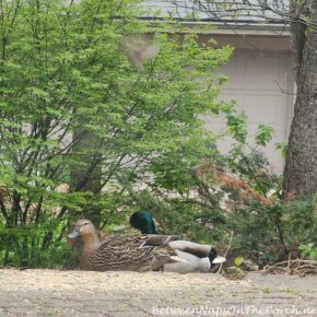 Mallard Ducks Visit Backyard Feeder