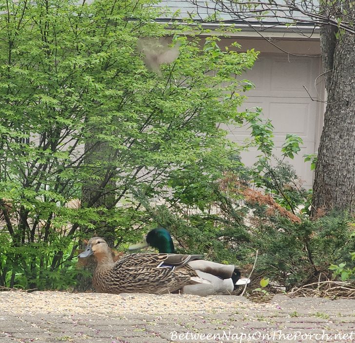 Mallard Ducks Visit Backyard Feeder