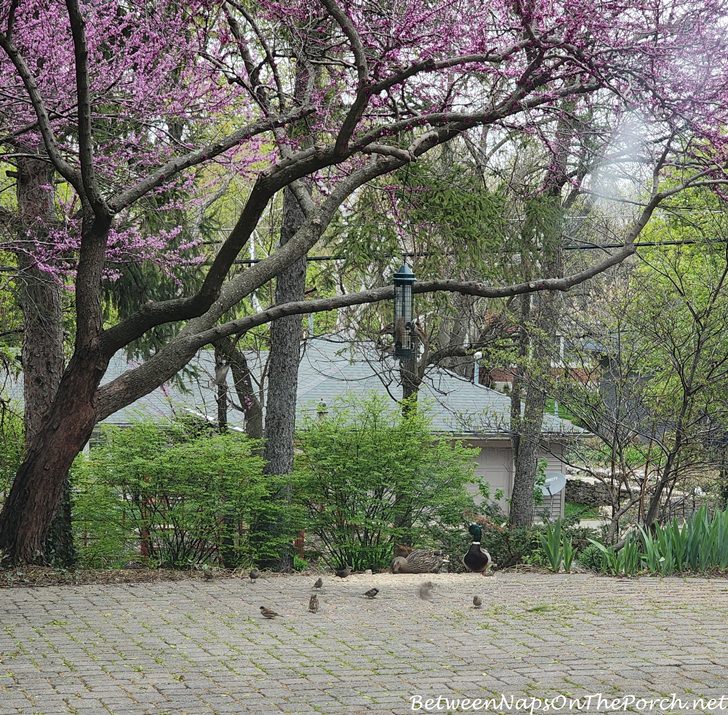 Mallard Ducks Visit a Backyard Bird Feeder