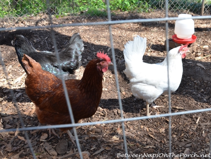 Rhode Island Red, White Leghorn and Black Austrlorp Chickens