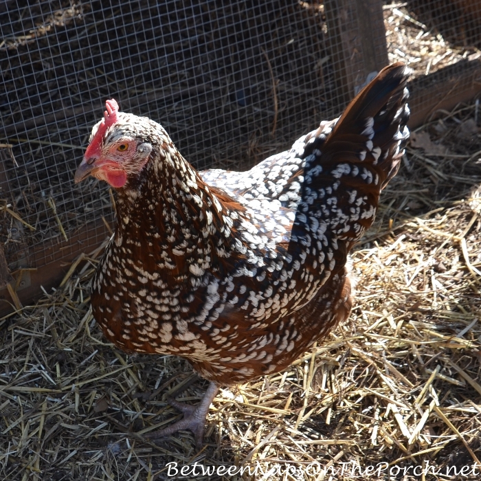 Speckled Sussex Chicken