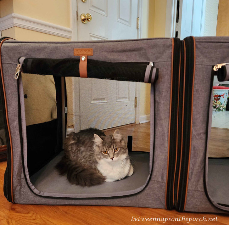 Beatrice trying out her new Car Carrier, Travel Carrier