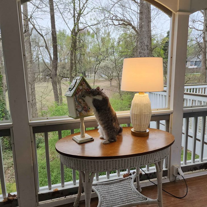 Outdoor lamp for screened porch