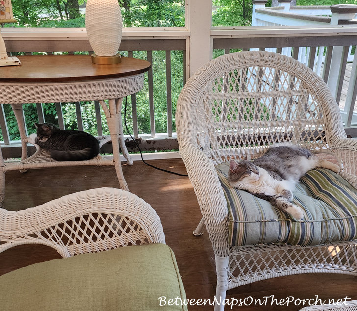 Cats on Screened Porch