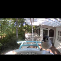Tufted Titmouse visiting Birdfy Birdfeeder