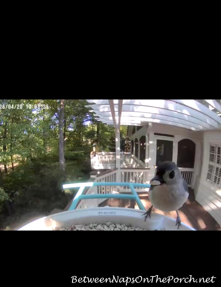 Tufted Titmouse visiting Birdfy Birdfeeder